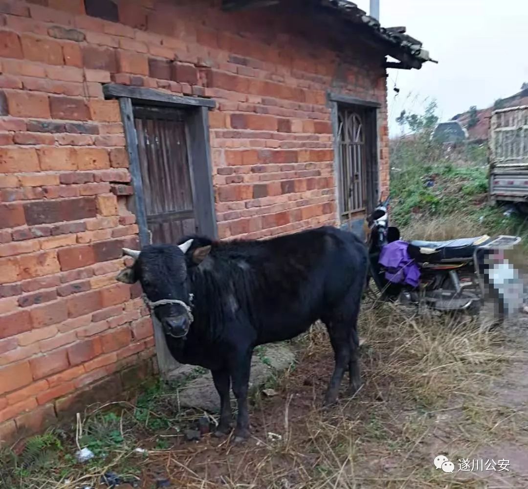 江西吉安一村民家两头牛被偷价值上万元