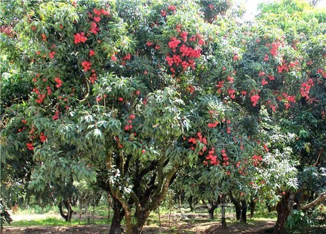 海南儋州发现上百亩野生荔枝林 有数百株百年古树