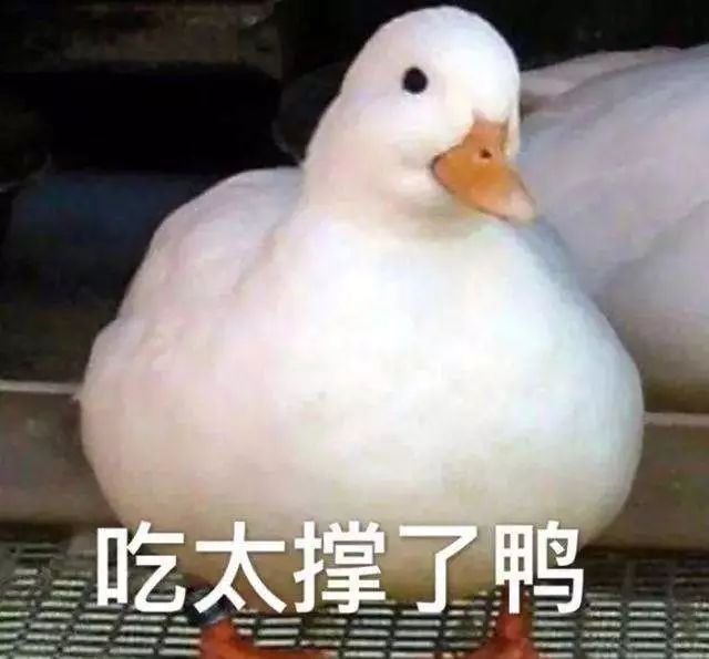 王思聪30000元的宠物鸭同款惊现南京!一颗鸭蛋500元