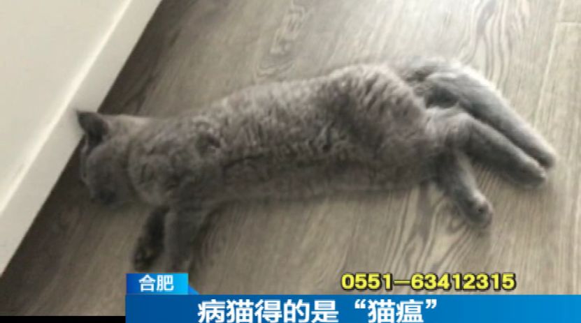 合肥男子从"多萌宠物"店买来俄罗斯蓝猫 两周不到猫瘟