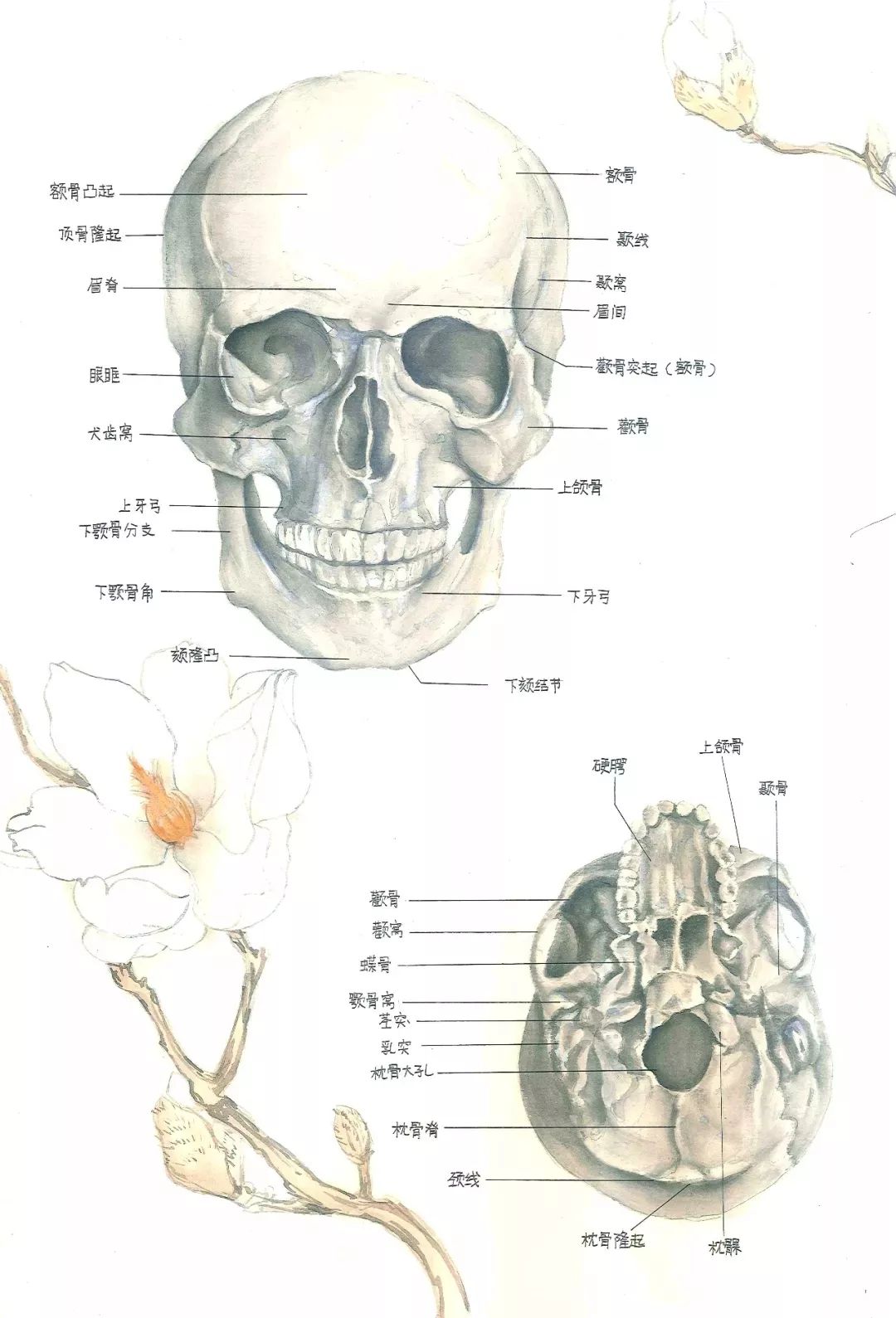 没错 中南就是有一群这样的学子 该校举办解剖学绘图大赛 《骨单位》