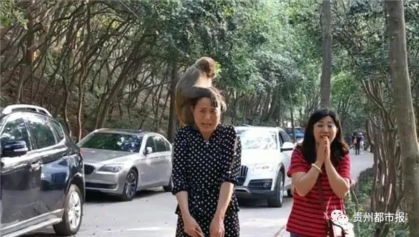 猴子爬到了一名女游客的头上.